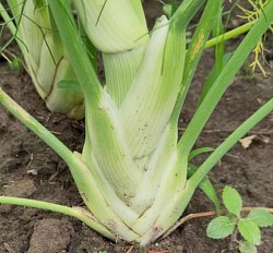 fennel