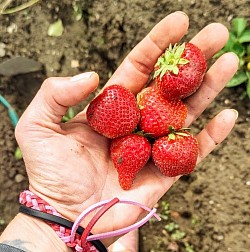strawberries